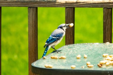 Bu güzel mavi karga bu resim için poz veriyor gibi görünüyor. Küçük Corvid 'in gagasında bir fıstık var ve bize gösteriyor gibi görünüyor. Bu kuşlar mavi, beyaz ve siyah tüyleriyle çok güzel..