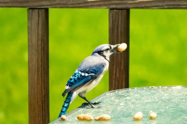Bu güzel mavi karga bu resim için poz veriyor gibi görünüyor. Küçük Corvid 'in gagasında bir fıstık var ve bize gösteriyor gibi görünüyor. Bu kuşlar mavi, beyaz ve siyah tüyleriyle çok güzel..