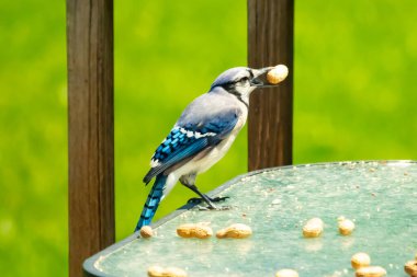 Bu güzel mavi karga bu resim için poz veriyor gibi görünüyor. Küçük Corvid 'in gagasında bir fıstık var ve bize gösteriyor gibi görünüyor. Bu kuşlar mavi, beyaz ve siyah tüyleriyle çok güzel..
