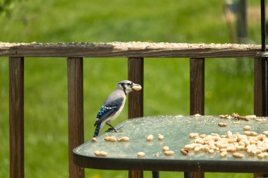 Bu güzel mavi karga bu resim için poz veriyor gibi görünüyor. Küçük Corvid 'in gagasında bir fıstık var ve bize gösteriyor gibi görünüyor. Bu kuşlar mavi, beyaz ve siyah tüyleriyle çok güzel..