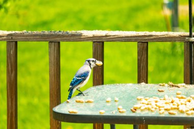Bu güzel mavi karga bu resim için poz veriyor gibi görünüyor. Küçük Corvid 'in gagasında bir fıstık var ve bize gösteriyor gibi görünüyor. Bu kuşlar mavi, beyaz ve siyah tüyleriyle çok güzel..