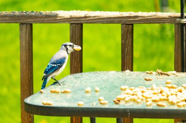 Bu güzel mavi karga bu resim için poz veriyor gibi görünüyor. Küçük Corvid 'in gagasında bir fıstık var ve bize gösteriyor gibi görünüyor. Bu kuşlar mavi, beyaz ve siyah tüyleriyle çok güzel..