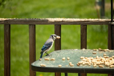 Bu güzel mavi karga bu resim için poz veriyor gibi görünüyor. Küçük Corvid 'in gagasında bir fıstık var ve bize gösteriyor gibi görünüyor. Bu kuşlar mavi, beyaz ve siyah tüyleriyle çok güzel..