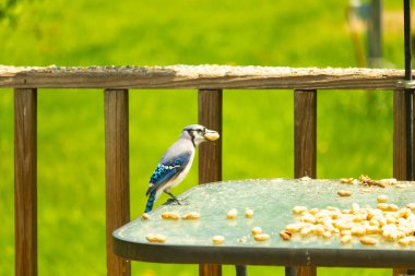 Bu güzel mavi karga bu resim için poz veriyor gibi görünüyor. Küçük Corvid 'in gagasında bir fıstık var ve bize gösteriyor gibi görünüyor. Bu kuşlar mavi, beyaz ve siyah tüyleriyle çok güzel..