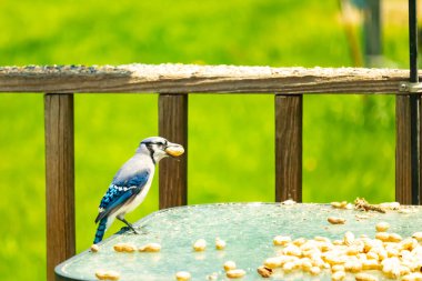 Bu güzel mavi karga bu resim için poz veriyor gibi görünüyor. Küçük Corvid 'in gagasında bir fıstık var ve bize gösteriyor gibi görünüyor. Bu kuşlar mavi, beyaz ve siyah tüyleriyle çok güzel..