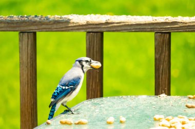 Bu güzel mavi karga bu resim için poz veriyor gibi görünüyor. Küçük Corvid 'in gagasında bir fıstık var ve bize gösteriyor gibi görünüyor. Bu kuşlar mavi, beyaz ve siyah tüyleriyle çok güzel..