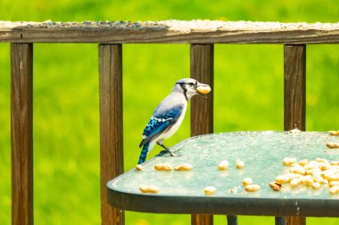Bu güzel mavi karga bu resim için poz veriyor gibi görünüyor. Küçük Corvid 'in gagasında bir fıstık var ve bize gösteriyor gibi görünüyor. Bu kuşlar mavi, beyaz ve siyah tüyleriyle çok güzel..