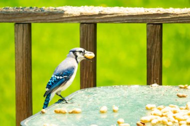 Bu güzel mavi karga bu resim için poz veriyor gibi görünüyor. Küçük Corvid 'in gagasında bir fıstık var ve bize gösteriyor gibi görünüyor. Bu kuşlar mavi, beyaz ve siyah tüyleriyle çok güzel..