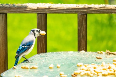 Bu güzel mavi karga bu resim için poz veriyor gibi görünüyor. Küçük Corvid 'in gagasında bir fıstık var ve bize gösteriyor gibi görünüyor. Bu kuşlar mavi, beyaz ve siyah tüyleriyle çok güzel..