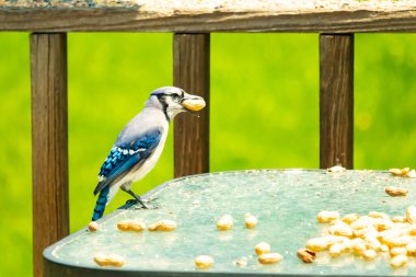 Bu güzel mavi karga bu resim için poz veriyor gibi görünüyor. Küçük Corvid 'in gagasında bir fıstık var ve bize gösteriyor gibi görünüyor. Bu kuşlar mavi, beyaz ve siyah tüyleriyle çok güzel..