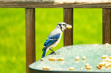 Bu güzel mavi karga bu resim için poz veriyor gibi görünüyor. Küçük Corvid 'in gagasında bir fıstık var ve bize gösteriyor gibi görünüyor. Bu kuşlar mavi, beyaz ve siyah tüyleriyle çok güzel..