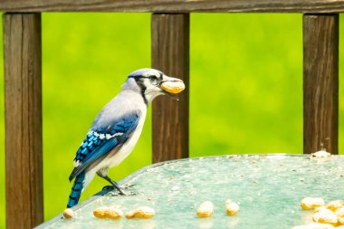 Bu güzel mavi karga bu resim için poz veriyor gibi görünüyor. Küçük Corvid 'in gagasında bir fıstık var ve bize gösteriyor gibi görünüyor. Bu kuşlar mavi, beyaz ve siyah tüyleriyle çok güzel..