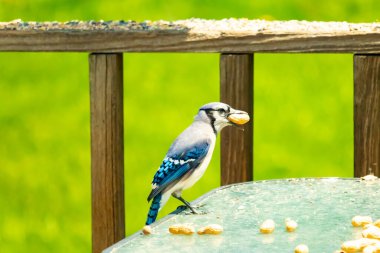 Bu güzel mavi karga bu resim için poz veriyor gibi görünüyor. Küçük Corvid 'in gagasında bir fıstık var ve bize gösteriyor gibi görünüyor. Bu kuşlar mavi, beyaz ve siyah tüyleriyle çok güzel..