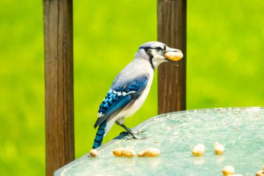 Bu güzel mavi karga bu resim için poz veriyor gibi görünüyor. Küçük Corvid 'in gagasında bir fıstık var ve bize gösteriyor gibi görünüyor. Bu kuşlar mavi, beyaz ve siyah tüyleriyle çok güzel..