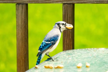 Bu güzel mavi karga bu resim için poz veriyor gibi görünüyor. Küçük Corvid 'in gagasında bir fıstık var ve bize gösteriyor gibi görünüyor. Bu kuşlar mavi, beyaz ve siyah tüyleriyle çok güzel..