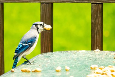 Bu güzel mavi karga bu resim için poz veriyor gibi görünüyor. Küçük Corvid 'in gagasında bir fıstık var ve bize gösteriyor gibi görünüyor. Bu kuşlar mavi, beyaz ve siyah tüyleriyle çok güzel..