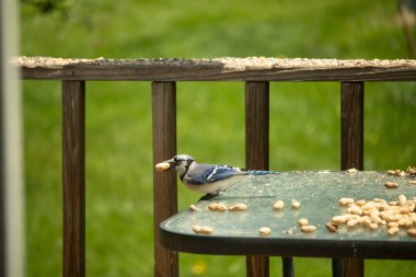 Cam masada sevimli mavi bir kuş görülmüş. Bu Corvid 'in gagasında bir fıstık var ve uçmaya hazır. Bu kuşların mavi, siyah ve gri renklerini ve küçük Mohawk 'ı seviyorum..
