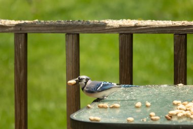 Cam masada sevimli mavi bir kuş görülmüş. Bu Corvid 'in gagasında bir fıstık var ve uçmaya hazır. Bu kuşların mavi, siyah ve gri renklerini ve küçük Mohawk 'ı seviyorum..