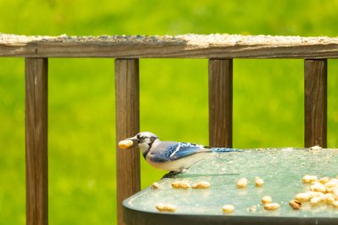 Cam masada sevimli mavi bir kuş görülmüş. Bu Corvid 'in gagasında bir fıstık var ve uçmaya hazır. Bu kuşların mavi, siyah ve gri renklerini ve küçük Mohawk 'ı seviyorum..