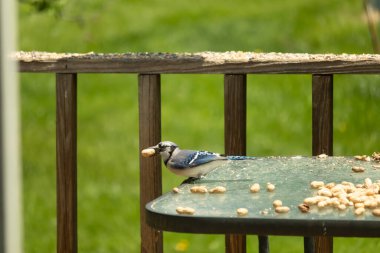 Cam masada sevimli mavi bir kuş görülmüş. Bu Corvid 'in gagasında bir fıstık var ve uçmaya hazır. Bu kuşların mavi, siyah ve gri renklerini ve küçük Mohawk 'ı seviyorum..
