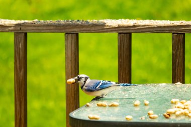 Cam masada sevimli mavi bir kuş görülmüş. Bu Corvid 'in gagasında bir fıstık var ve uçmaya hazır. Bu kuşların mavi, siyah ve gri renklerini ve küçük Mohawk 'ı seviyorum..