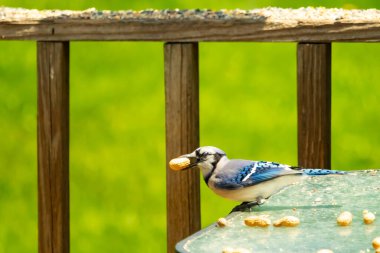 Cam masada sevimli mavi bir kuş görülmüş. Bu Corvid 'in gagasında bir fıstık var ve uçmaya hazır. Bu kuşların mavi, siyah ve gri renklerini ve küçük Mohawk 'ı seviyorum..