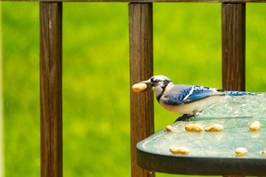Cam masada sevimli mavi bir kuş görülmüş. Bu Corvid 'in gagasında bir fıstık var ve uçmaya hazır. Bu kuşların mavi, siyah ve gri renklerini ve küçük Mohawk 'ı seviyorum..