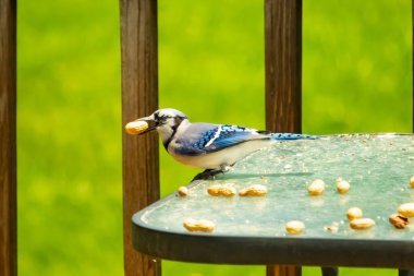 Cam masada sevimli mavi bir kuş görülmüş. Bu Corvid 'in gagasında bir fıstık var ve uçmaya hazır. Bu kuşların mavi, siyah ve gri renklerini ve küçük Mohawk 'ı seviyorum..