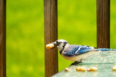 Cam masada sevimli mavi bir kuş görülmüş. Bu Corvid 'in gagasında bir fıstık var ve uçmaya hazır. Bu kuşların mavi, siyah ve gri renklerini ve küçük Mohawk 'ı seviyorum..