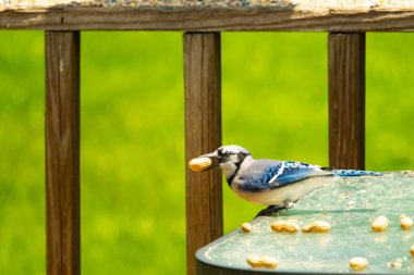 Cam masada sevimli mavi bir kuş görülmüş. Bu Corvid 'in gagasında bir fıstık var ve uçmaya hazır. Bu kuşların mavi, siyah ve gri renklerini ve küçük Mohawk 'ı seviyorum..