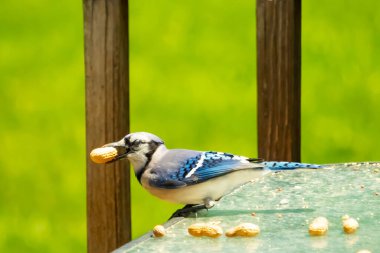 Cam masada sevimli mavi bir kuş görülmüş. Bu Corvid 'in gagasında bir fıstık var ve uçmaya hazır. Bu kuşların mavi, siyah ve gri renklerini ve küçük Mohawk 'ı seviyorum..