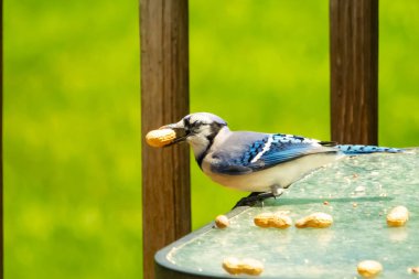 Cam masada sevimli mavi bir kuş görülmüş. Bu Corvid 'in gagasında bir fıstık var ve uçmaya hazır. Bu kuşların mavi, siyah ve gri renklerini ve küçük Mohawk 'ı seviyorum..