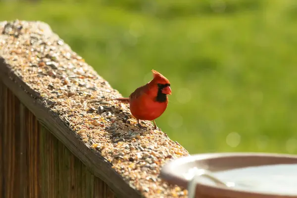 Canlı kırmızı bir kardinal yıpranmış ahşap korkuluklara tünemiş, sağa dönük. Kuşun parlak rengi sessiz arka planda göze çarpıyor. Vahşi yaşam ve kuş teması için mükemmel..