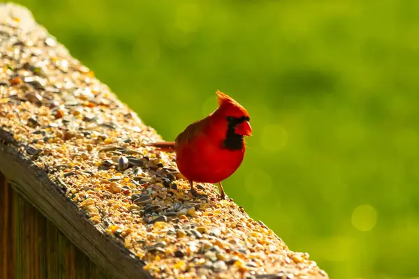 Canlı kırmızı bir kardinal yıpranmış ahşap korkuluklara tünemiş, sağa dönük. Kuşun parlak rengi sessiz arka planda göze çarpıyor. Vahşi yaşam ve kuş teması için mükemmel..
