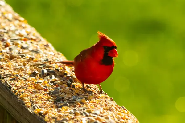 Canlı kırmızı bir kardinal yıpranmış ahşap korkuluklara tünemiş, sağa dönük. Kuşun parlak rengi sessiz arka planda göze çarpıyor. Vahşi yaşam ve kuş teması için mükemmel..