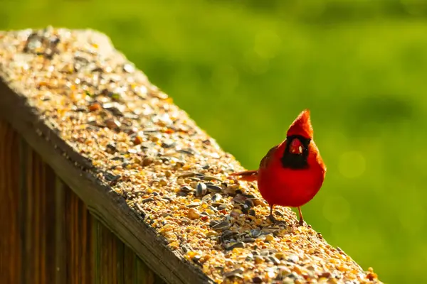 Parlak kırmızı bir erkek, Kuzey Kardinal, kuş yemi ile kaplı, bulanık yeşil bir arka planı olan dokulu bir yüzeyde duruyor. Kuşun canlı rengi öne çıkıyor, arka bahçedeki vahşi yaşamı besleyen bir anı yakalıyor..