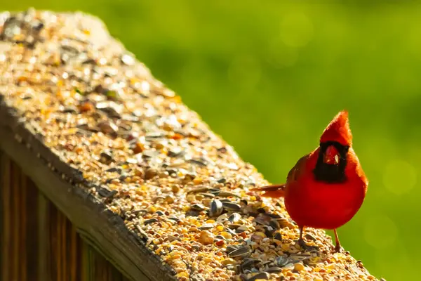 Parlak kırmızı bir erkek, Kuzey Kardinal, kuş yemi ile kaplı, bulanık yeşil bir arka planı olan dokulu bir yüzeyde duruyor. Kuşun canlı rengi öne çıkıyor, arka bahçedeki vahşi yaşamı besleyen bir anı yakalıyor..