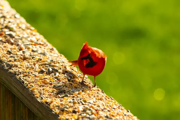 Parlak kırmızı bir erkek, Kuzey Kardinal, kuş yemi ile kaplı, bulanık yeşil bir arka planı olan dokulu bir yüzeyde duruyor. Kuşun canlı rengi öne çıkıyor, arka bahçedeki vahşi yaşamı besleyen bir anı yakalıyor..