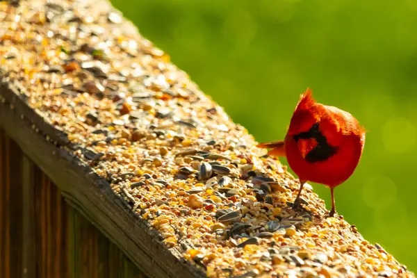 Parlak kırmızı bir erkek, Kuzey Kardinal, kuş yemi ile kaplı, bulanık yeşil bir arka planı olan dokulu bir yüzeyde duruyor. Kuşun canlı rengi öne çıkıyor, arka bahçedeki vahşi yaşamı besleyen bir anı yakalıyor..