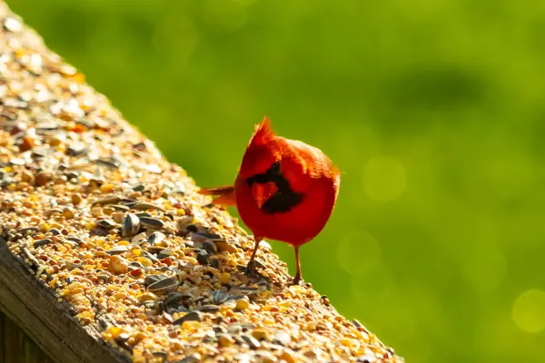 Parlak kırmızı bir erkek, Kuzey Kardinal, kuş yemi ile kaplı, bulanık yeşil bir arka planı olan dokulu bir yüzeyde duruyor. Kuşun canlı rengi öne çıkıyor, arka bahçedeki vahşi yaşamı besleyen bir anı yakalıyor..