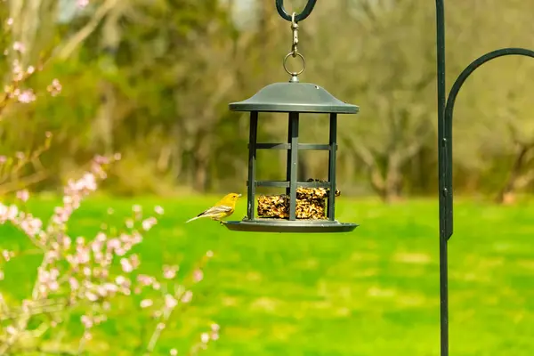 Beyaz kanatlı küçük, sarı bir çam bülbülü siyah metal bir kuş yemliğinin üzerine tünemiş, süette gagalıyor. Arka plan yeşil ve sessiz kahverenginin yumuşak bir karışımı, kuş izleme ve vahşi yaşam fotoğrafçılığı için doğal ve davetkar bir sahne oluşturuyor..
