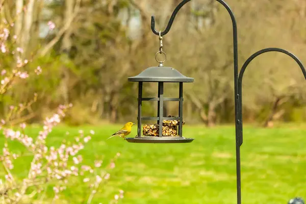 Beyaz kanatlı küçük, sarı bir çam bülbülü siyah metal bir kuş yemliğinin üzerine tünemiş, süette gagalıyor. Arka plan yeşil ve sessiz kahverenginin yumuşak bir karışımı, kuş izleme ve vahşi yaşam fotoğrafçılığı için doğal ve davetkar bir sahne oluşturuyor..