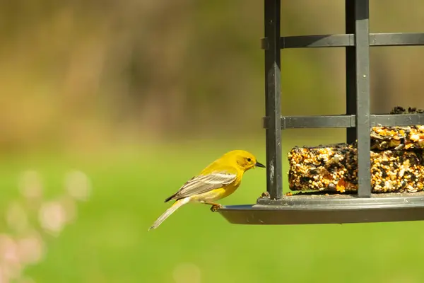 Beyaz kanatlı küçük, sarı bir çam bülbülü siyah metal bir kuş yemliğinin üzerine tünemiş, süette gagalıyor. Arka plan yeşil ve sessiz kahverenginin yumuşak bir karışımı, kuş izleme ve vahşi yaşam fotoğrafçılığı için doğal ve davetkar bir sahne oluşturuyor..
