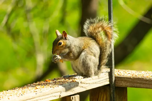 Çalı kuyruklu gri bir sincap, sıcak ışıkla aydınlatılan ahşap korkulukların üzerinde duruyor. Vahşi yaşam, doğa, hayvan portresi, arka bahçe hayvanları, yakın plan..