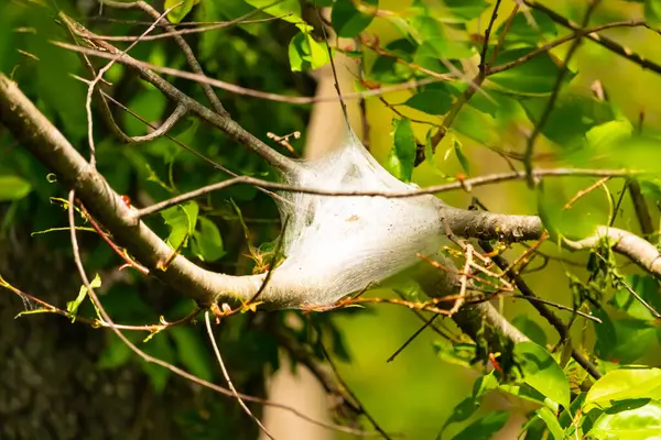 Önde gelen bir ipek ağ, muhtemelen bir tırtıl yuvası, bir ağacın yeşil yaprakları ve dalları arasında yuva yapar. Doğal ışıklandırma, ağın canlı yapraklara karşı hassas dokusunu vurgular. Bu da bahar ya da yaz başı olduğunu gösterir..