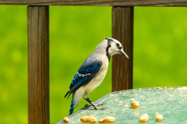 Bu güzel mavi alakarga yemek için cam masaya geldi. Fıstıklar tüm yüzeye yayılmıştı ki bu da bu korvidlerin en sevdiği cevizdir. Bu kuşun çok güzel renkleri var ve çok zeki görünüyor..