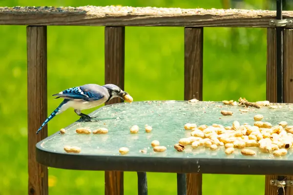 Bu güzel mavi karga bu resim için poz veriyor gibi görünüyor. Küçük Corvid 'in gagasında bir fıstık var ve bize gösteriyor gibi görünüyor. Bu kuşlar mavi, beyaz ve siyah tüyleriyle çok güzel..