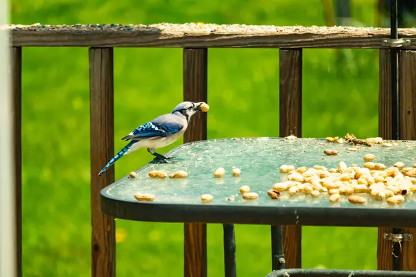 Bu güzel mavi karga bu resim için poz veriyor gibi görünüyor. Küçük Corvid 'in gagasında bir fıstık var ve bize gösteriyor gibi görünüyor. Bu kuşlar mavi, beyaz ve siyah tüyleriyle çok güzel..