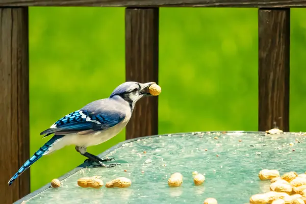 Bu güzel mavi karga bu resim için poz veriyor gibi görünüyor. Küçük Corvid 'in gagasında bir fıstık var ve bize gösteriyor gibi görünüyor. Bu kuşlar mavi, beyaz ve siyah tüyleriyle çok güzel..
