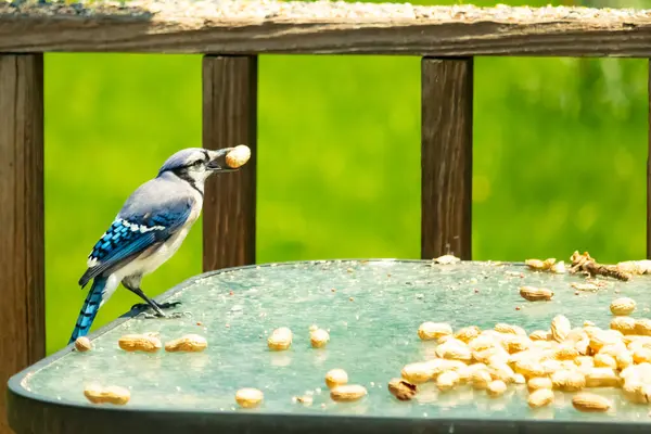 Bu güzel mavi karga bu resim için poz veriyor gibi görünüyor. Küçük Corvid 'in gagasında bir fıstık var ve bize gösteriyor gibi görünüyor. Bu kuşlar mavi, beyaz ve siyah tüyleriyle çok güzel..